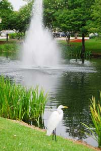 bird on the lake